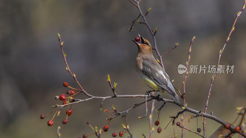 雪松蜡翅，(Bombycilla cedorum)，美洲槭树，美洲槭叶。